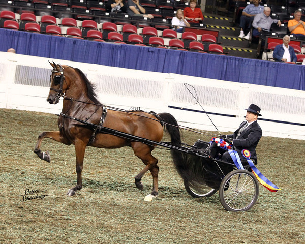 The First Annual Arabian Celebration 