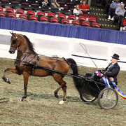 The First Annual Arabian Celebration 