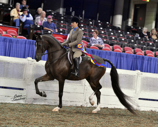 The First Annual Arabian Celebration 
