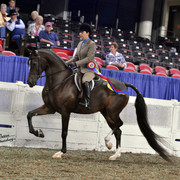 The First Annual Arabian Celebration 