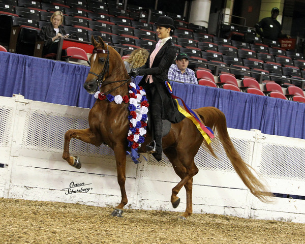 The First Annual Arabian Celebration 