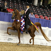 The First Annual Arabian Celebration 