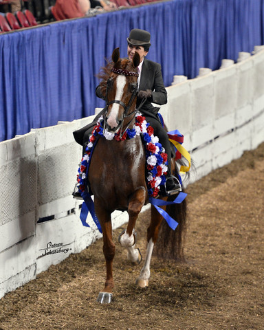 The First Annual Arabian Celebration 