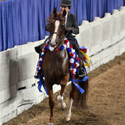 The First Annual Arabian Celebration 