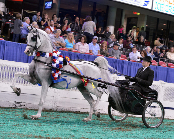 The First Annual Arabian Celebration 