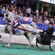 The First Annual Arabian Celebration 