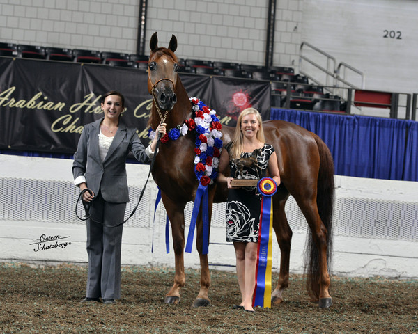 The First Annual Arabian Celebration 