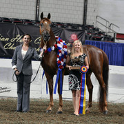 The First Annual Arabian Celebration 