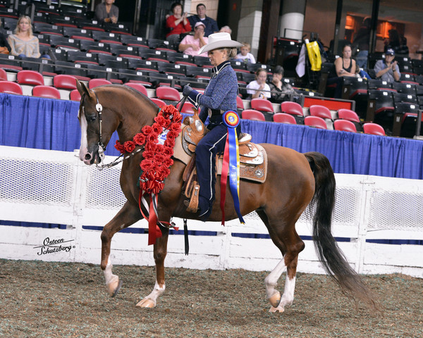 The First Annual Arabian Celebration 