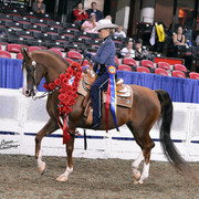 The First Annual Arabian Celebration 