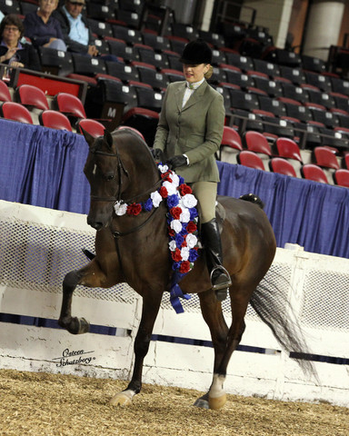 The First Annual Arabian Celebration 