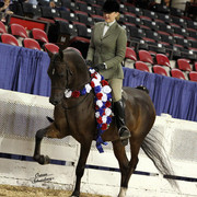 The First Annual Arabian Celebration 