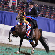 The First Annual Arabian Celebration 