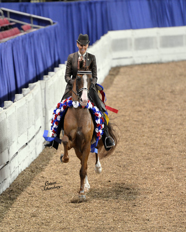 The First Annual Arabian Celebration 