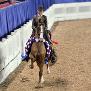 The First Annual Arabian Celebration 