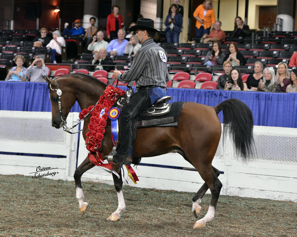 The First Annual Arabian Celebration 
