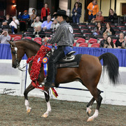 The First Annual Arabian Celebration 