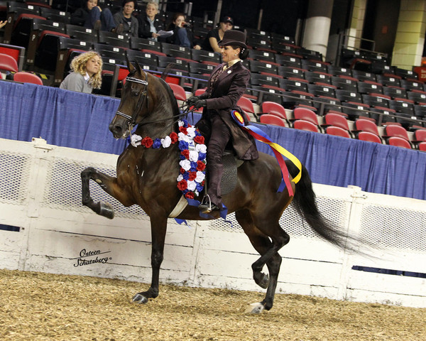 The First Annual Arabian Celebration 