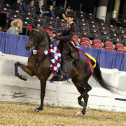 The First Annual Arabian Celebration 