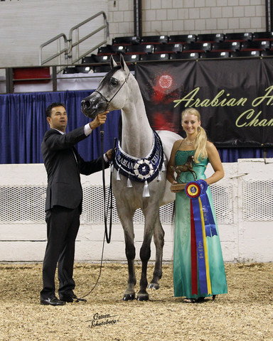 The First Annual Arabian Celebration 