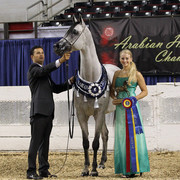 The First Annual Arabian Celebration 