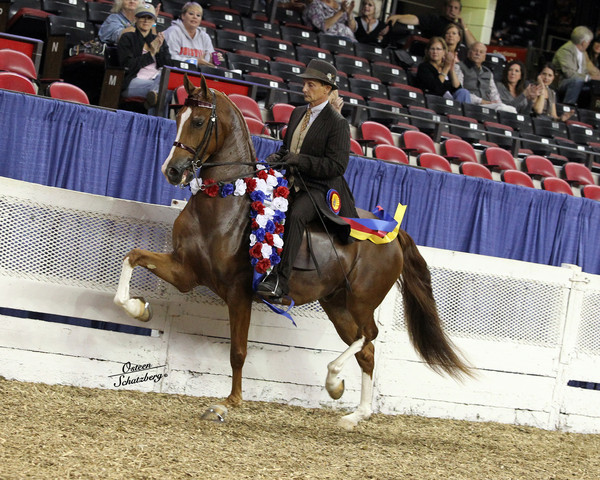 The First Annual Arabian Celebration 