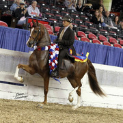 The First Annual Arabian Celebration 