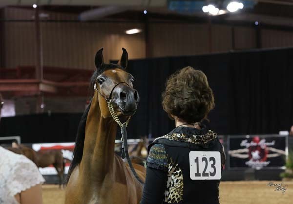 2012 Arabian Breeder Finals 