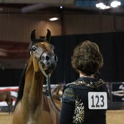 2012 Arabian Breeder Finals 