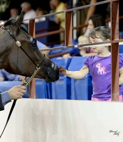 2012 Arabian Breeder Finals 