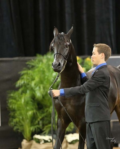 2012 Arabian Breeder Finals 