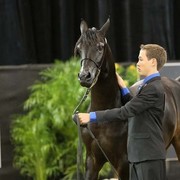 2012 Arabian Breeder Finals 