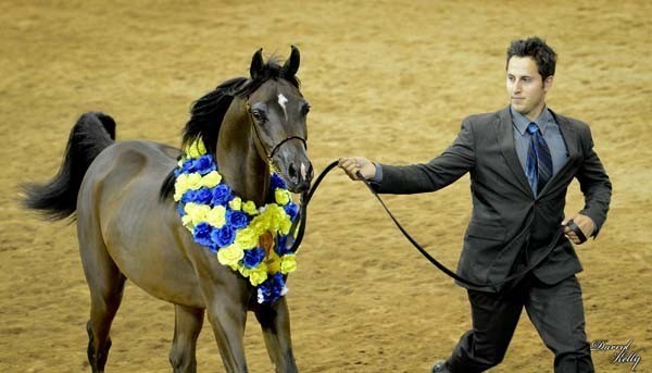 2012 Arabian Breeder Finals 