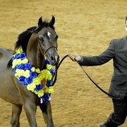 2012 Arabian Breeder Finals 