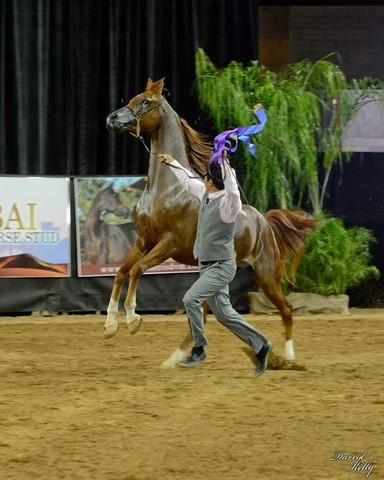 2012 Arabian Breeder Finals 