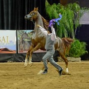 2012 Arabian Breeder Finals 