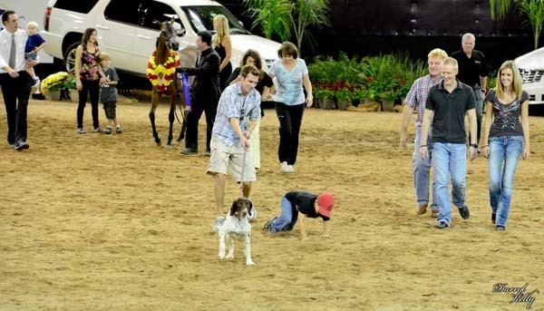 2012 Arabian Breeder Finals 