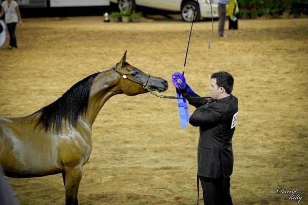 2012 Arabian Breeder Finals 