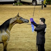 2012 Arabian Breeder Finals 