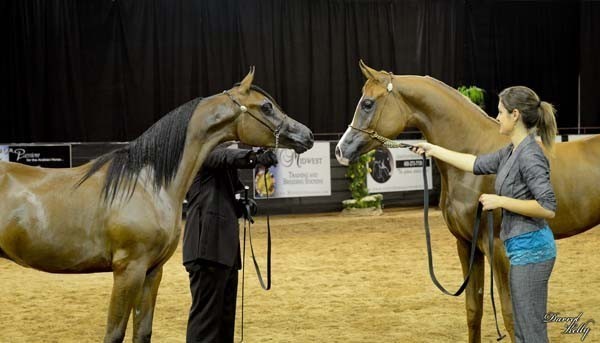 2012 Arabian Breeder Finals 