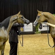2012 Arabian Breeder Finals 