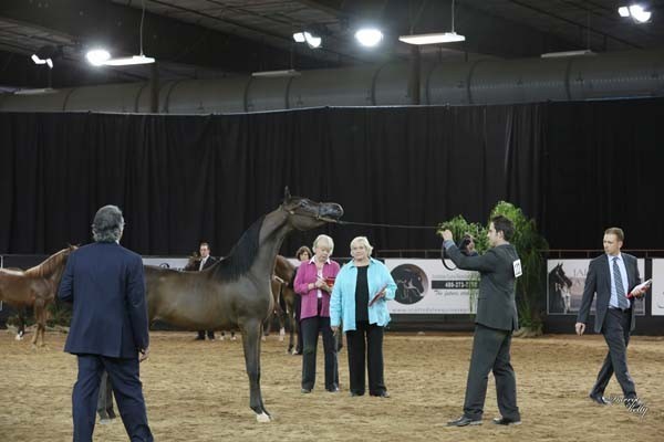 2012 Arabian Breeder Finals 