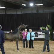 2012 Arabian Breeder Finals 