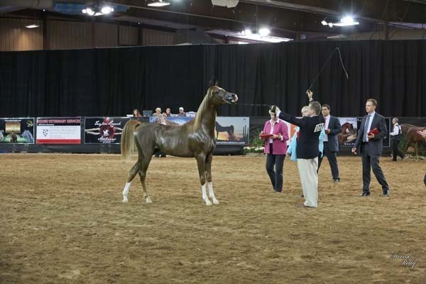 2012 Arabian Breeder Finals 