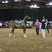 2012 Arabian Breeder Finals 