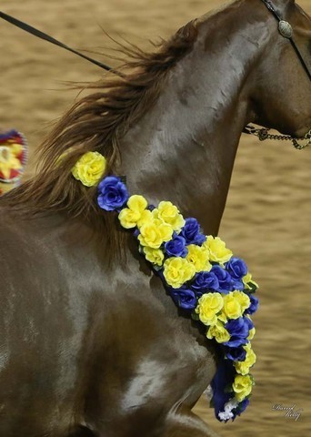 2012 Arabian Breeder Finals 