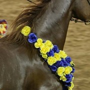 2012 Arabian Breeder Finals 