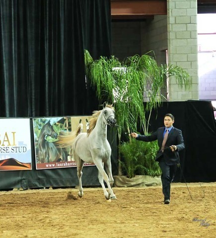 2012 Arabian Breeder Finals 