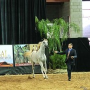 2012 Arabian Breeder Finals 