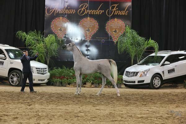 2012 Arabian Breeder Finals 